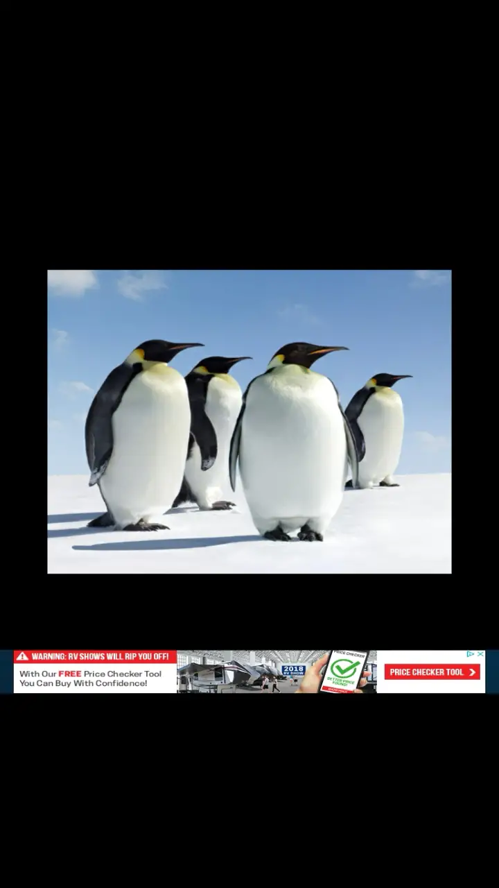 //appclarify.com/wp content/uploads/2018/01/Wordscapes Daily Challenge January 2018 EMPEROR PENGUINS