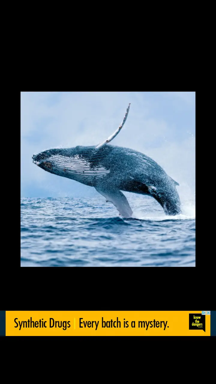 //appclarify.com/wp content/uploads/2018/01/Wordscapes Daily Challenge January 2018 HUMPBACK WHALE