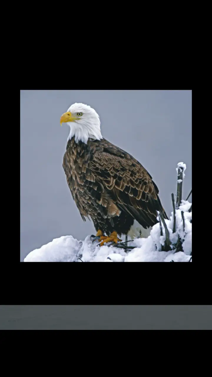 //appclarify.com/wp content/uploads/2018/02/Wordscapes Daily February 2018 badge 4 BALD EAGLE