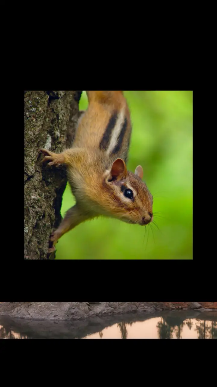 //appclarify.com/wp content/uploads/2018/09/Wordscapes Daily September 2018 badge 1 CHIPMUNK