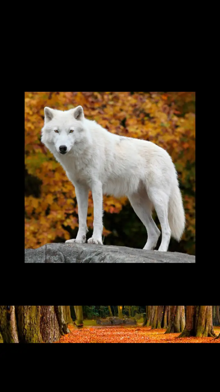 //appclarify.com/wp content/uploads/2018/10/Wordscapes Daily October 2018 badge 2 WOLF