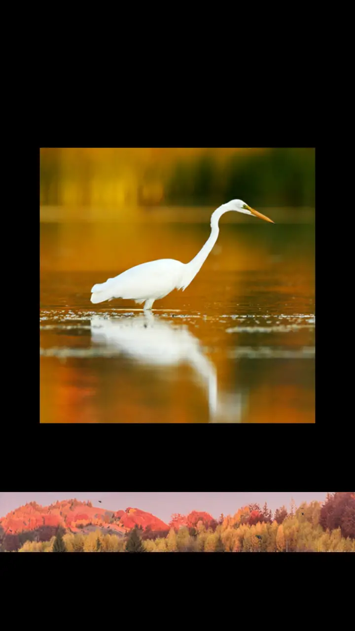 //appclarify.com/wp content/uploads/2018/11/Wordscapes Daily November 2018 badge 1 GREAT EGRET