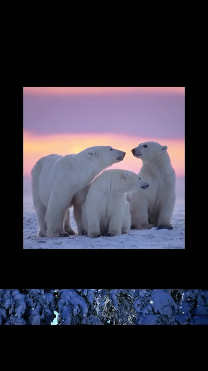 //appclarify.com/wp content/uploads/2018/12/Wordscapes Daily December 2018 badge 3 POLAR BEARS