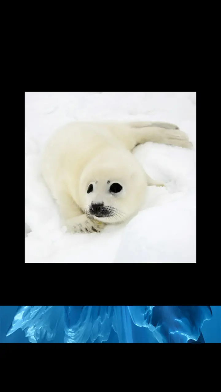 //appclarify.com/wp content/uploads/2019/01/Wordscapes Daily January 2019 badge 2 BABY HARP SEAL